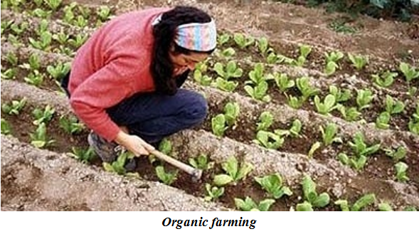 organic farming