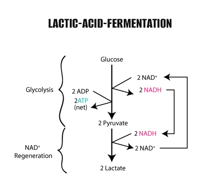 Lactic Acid Fermentation