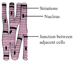 Cardiac Muscle Tissue Diagram