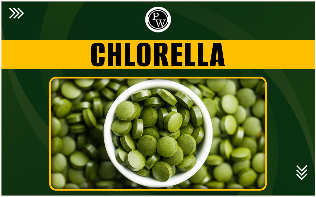 Chlorella