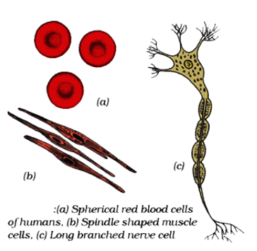 cell