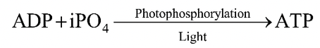 The Light Reaction (Hill Reaction)