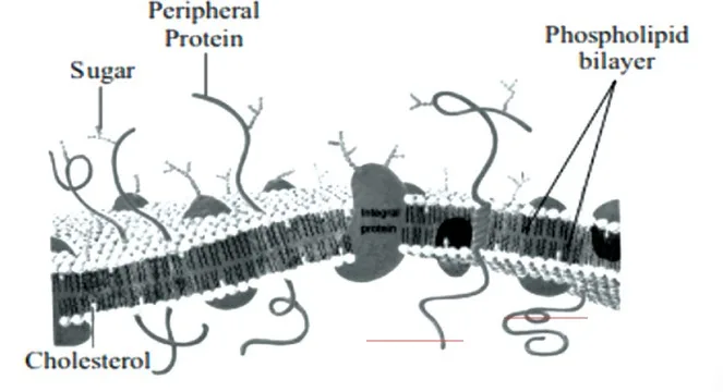 Fluid Mosaic Model of Plasma Membrane