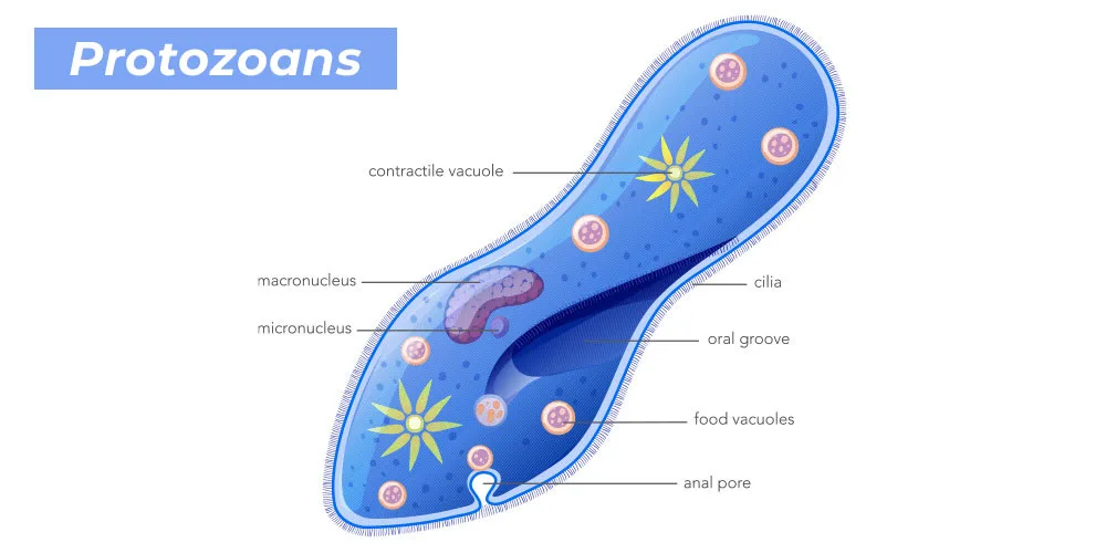 Protozoa Diagram