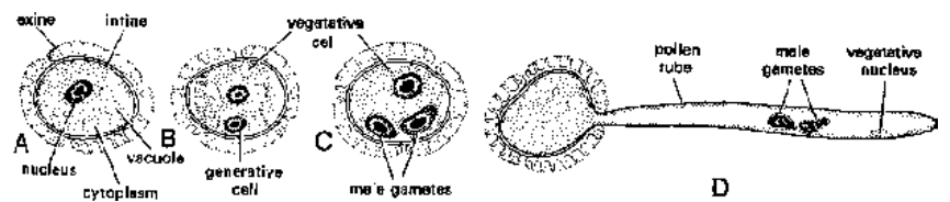 Microsporogenesis