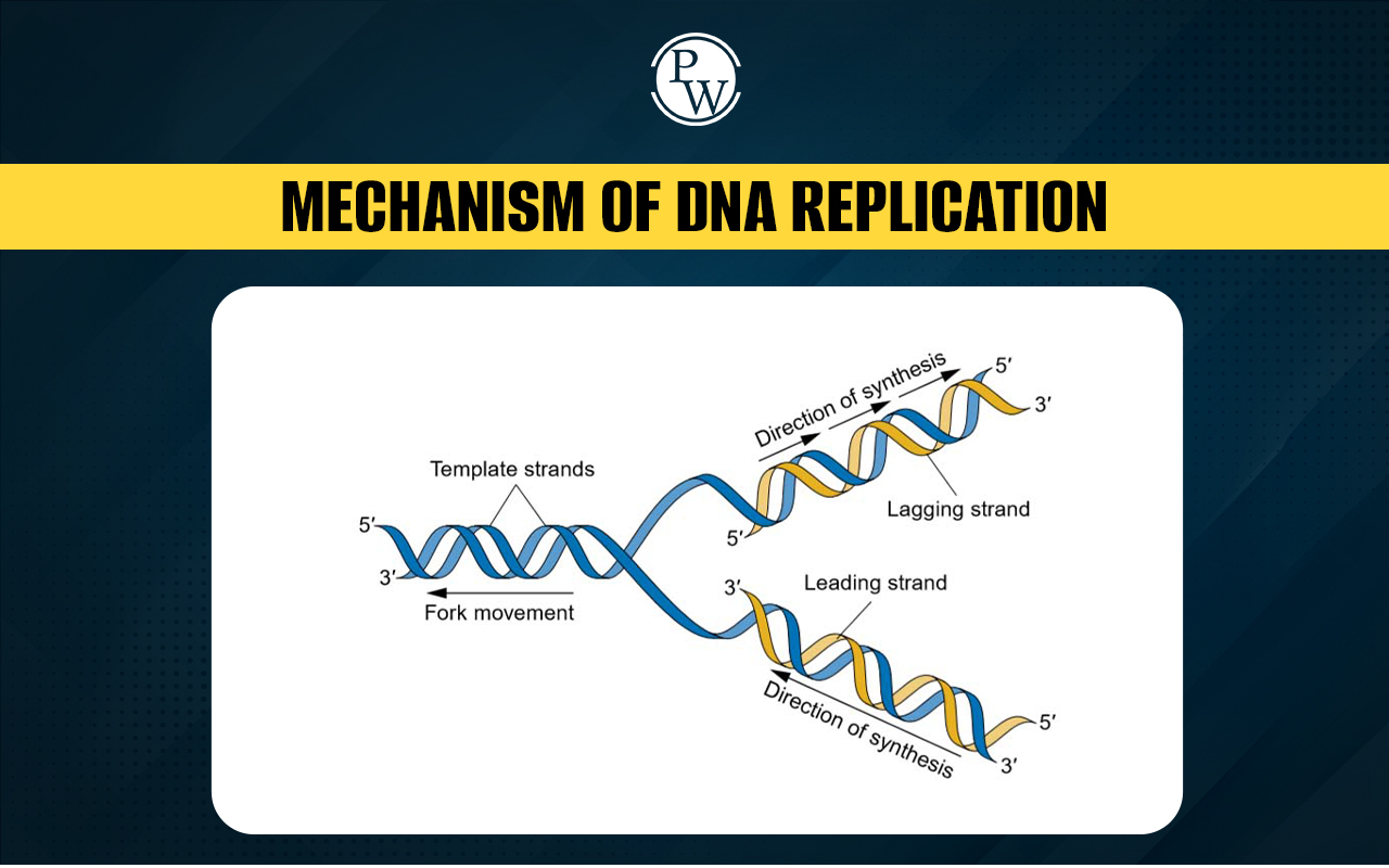 Mechanism of DNA Replication