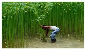 Food Crops Other Than Grains