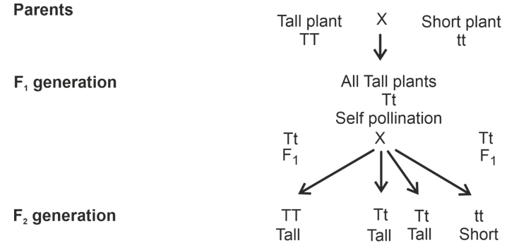 heredity evolution