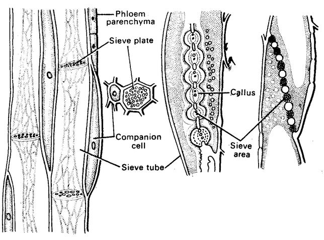 Complex Permanent Tissue