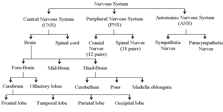 Nervous System In Human
