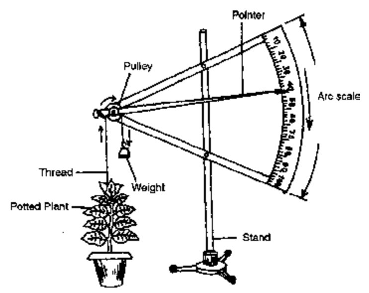 Role of Meristems in growth