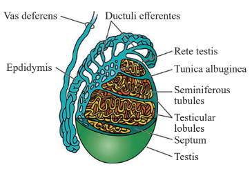 Cross sectional diagram of testicular lobules