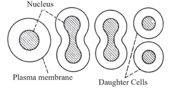 amitosis diagram