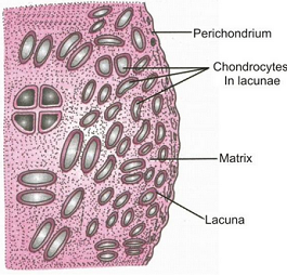 ANIMAL TISSUES