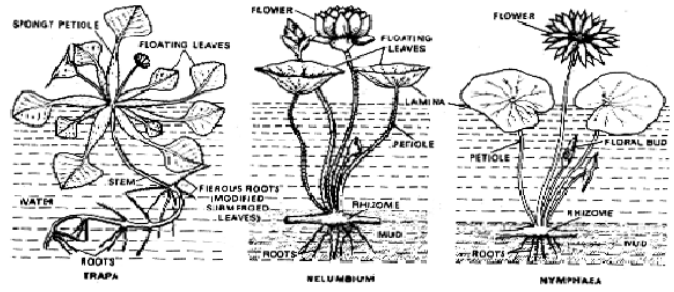 Hydrophtes