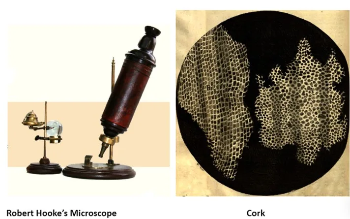 Discovery Of Cell