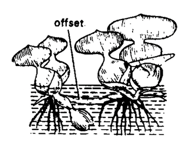Stem