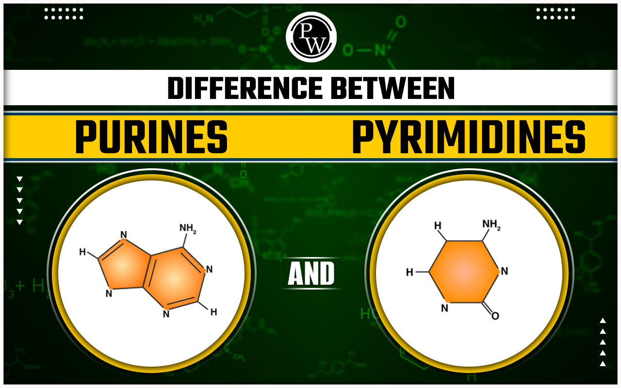 Difference Between Purines and Pyrimidines