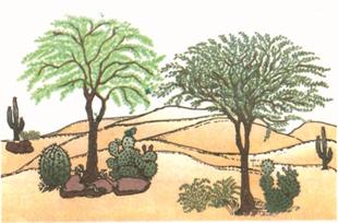 thorn forest and scrub