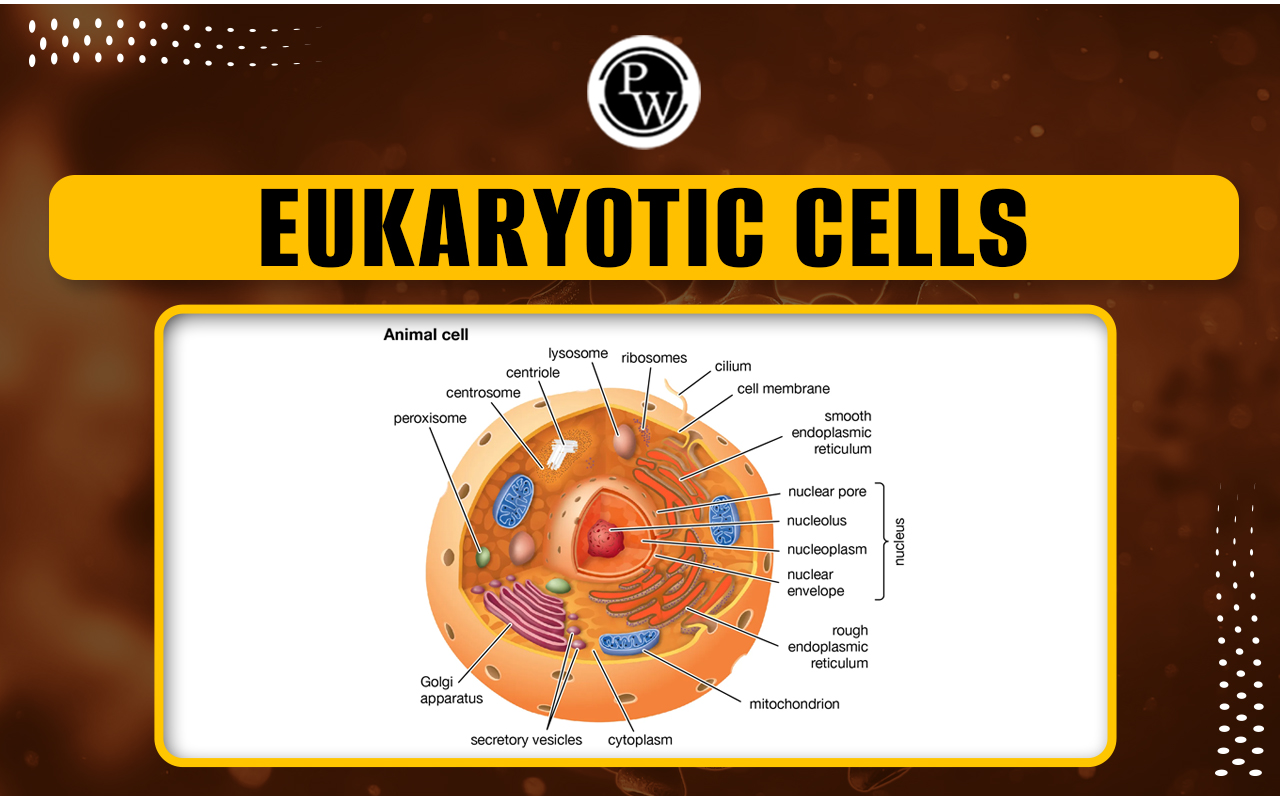 Eukaryotic Cells