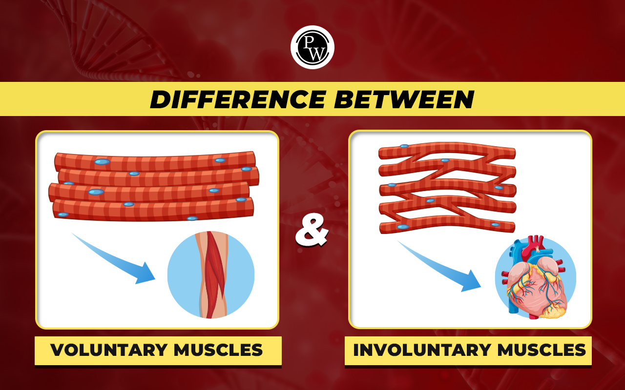 Difference between Voluntary and Involuntary Muscles