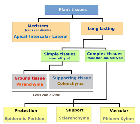 classification of plant tissue
