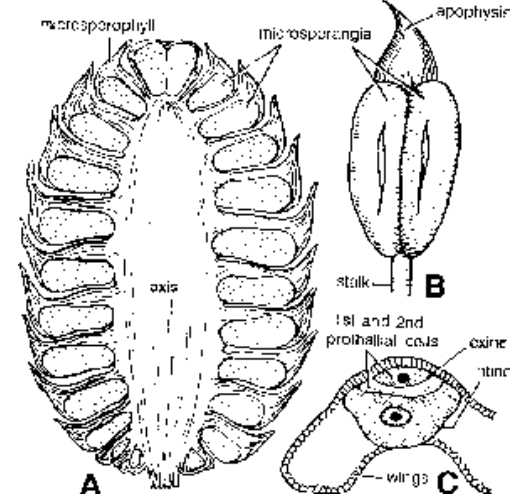 Gymnosperms