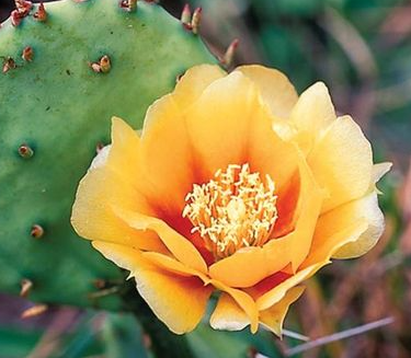 Prickly Pear Flower