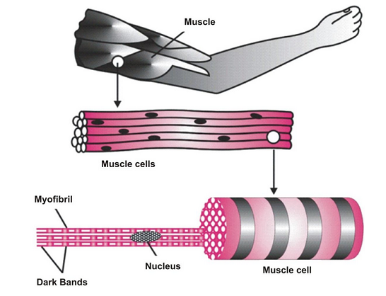 ANIMAL TISSUES