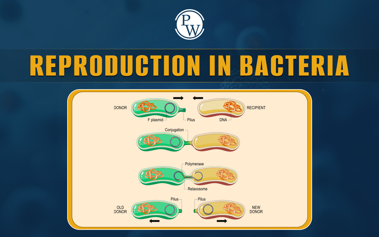 Reproduction in Bacteria, Definition, Types, and Importance
