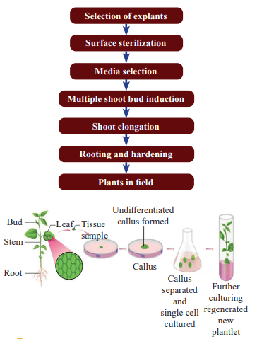 Tissue Culture in Plants