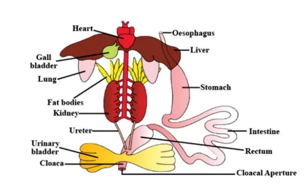 Digestive System of Frog