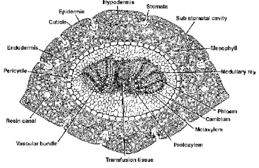 Gymnosperms