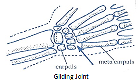 gliding joints