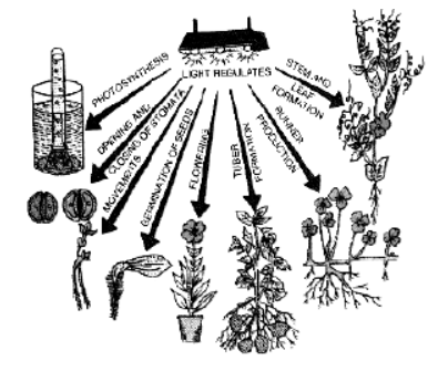 Environment Factors
