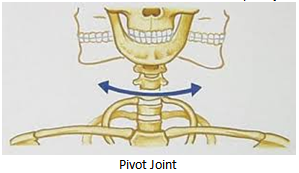 pivot joints
