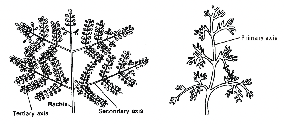 Phyllotaxy