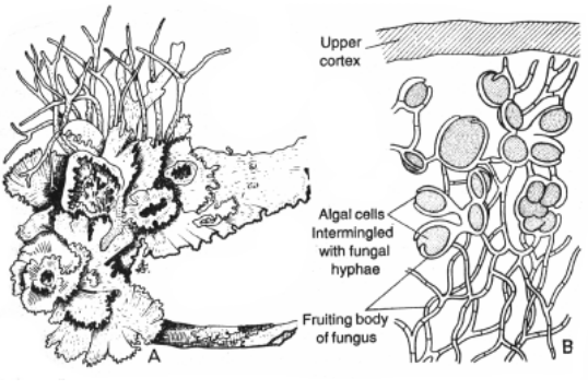 symbiotic plants lichens