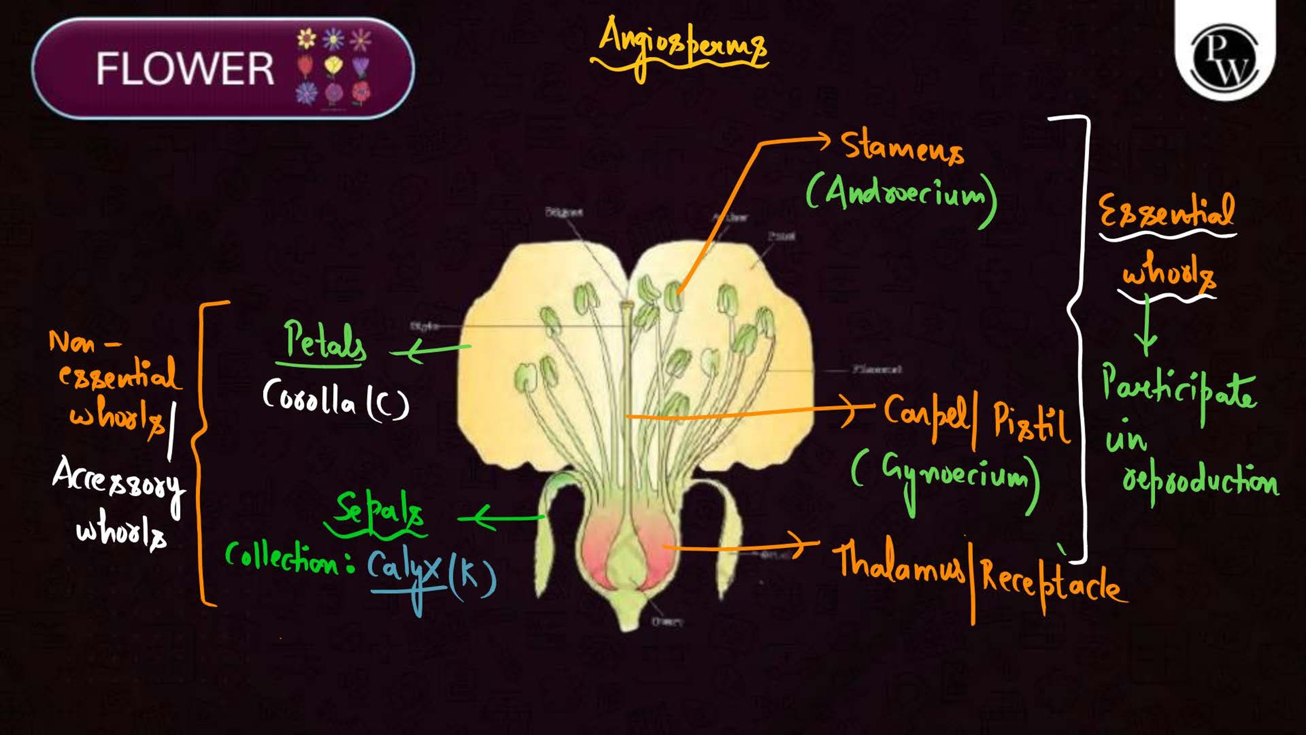 Sexual Reproduction in Flowering Plants NEET Notes