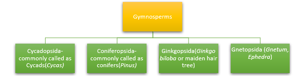 Classification of Gymnosperms