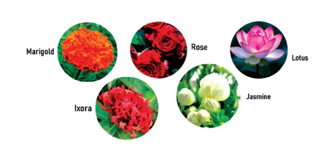 Flower – A Fascinating Organ of Angiosperms
