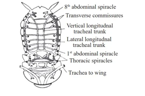 Respiratory System of Cockroach 