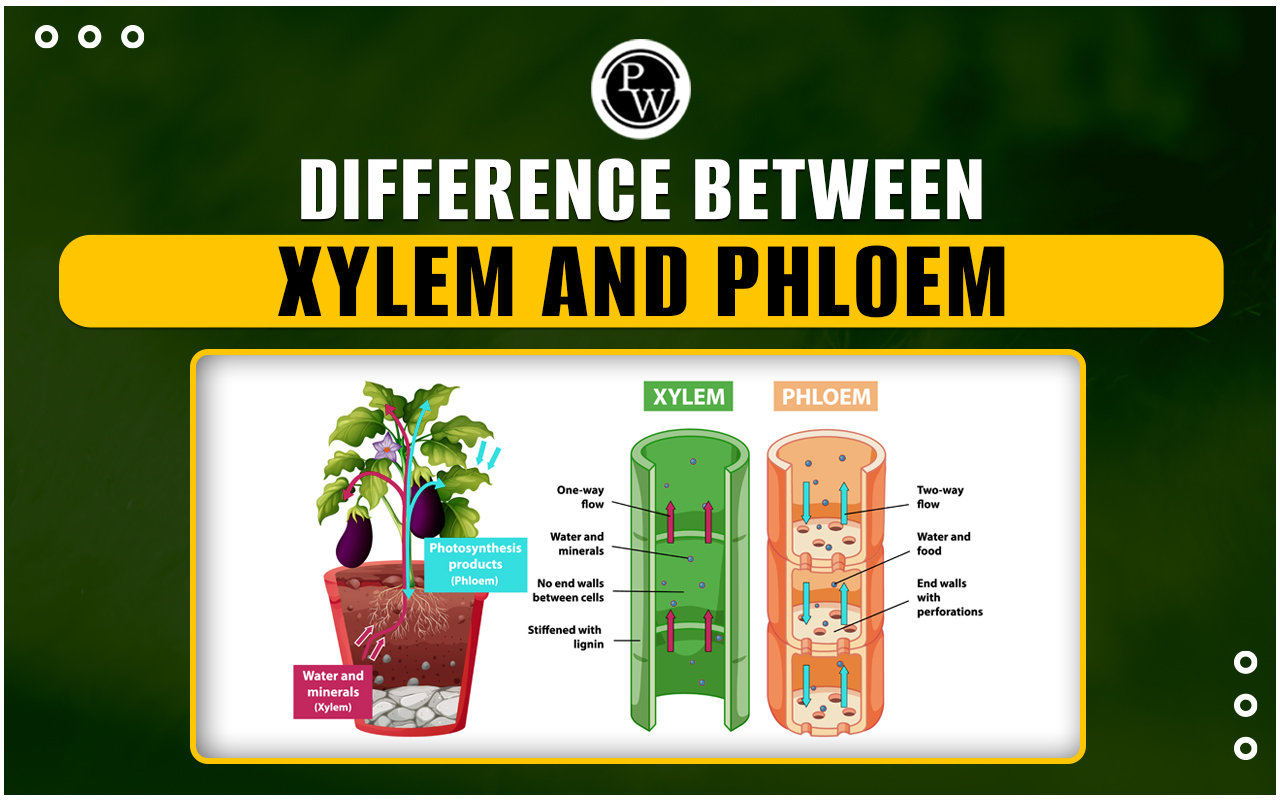 Difference Between Xylem And Phloem