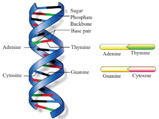 DNA double helix Diagram