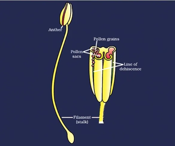 Sexual Reproduction in Flowering Plants