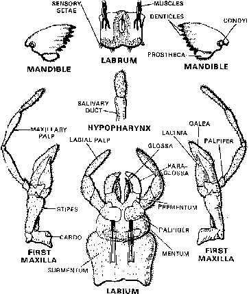Cockroach Classification and Body Structure