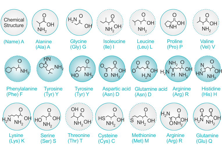 Types of Amino acid