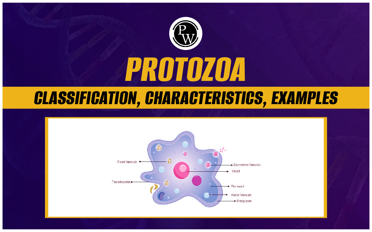 Protozoa