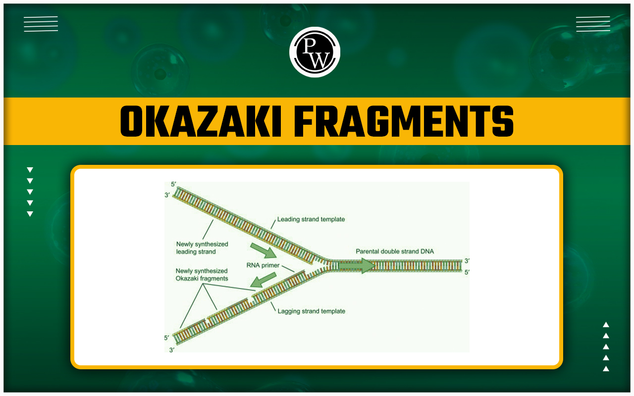 Okazaki Fragments - Discovery, Formation, and Functions