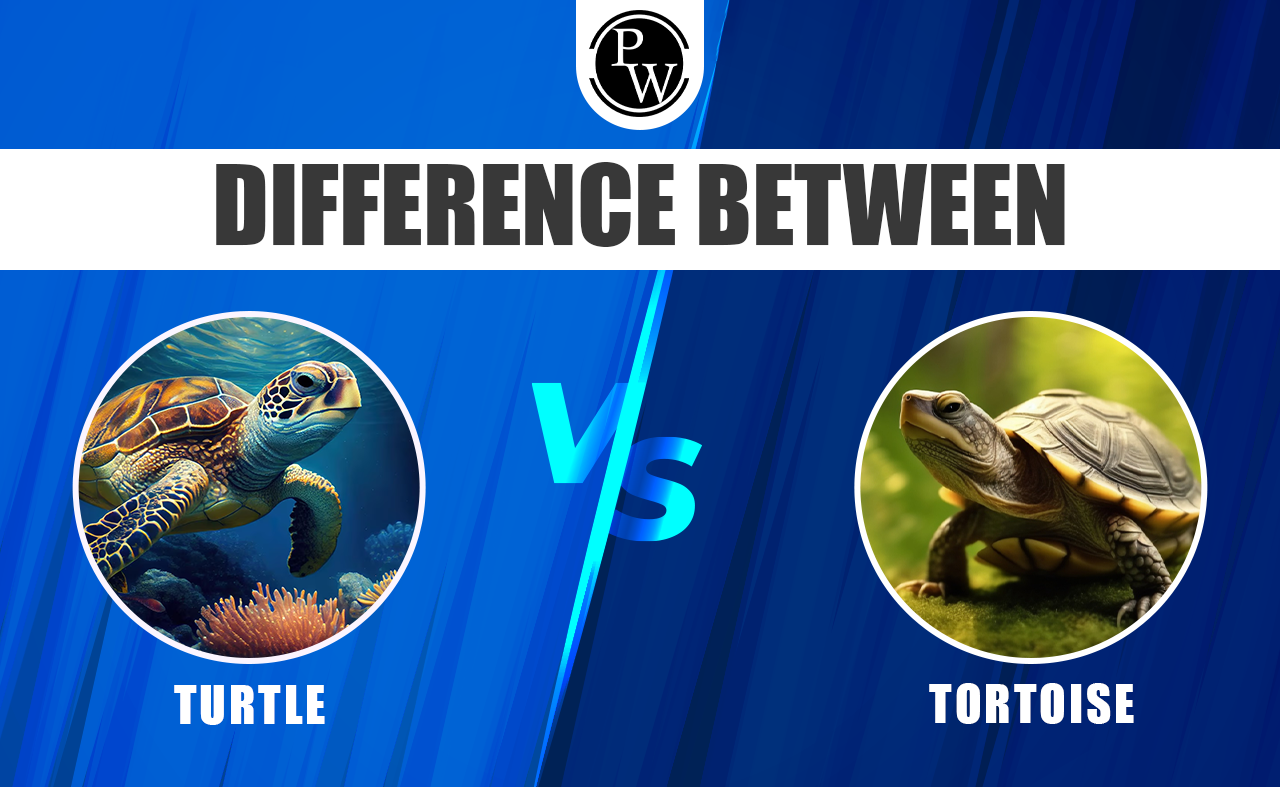 Difference Between Turtle and Tortoise